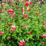 ヒメ日記 2025/06/04 16:01 投稿 このは モアグループ川越人妻花壇