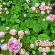 ヒメ日記 2025/06/14 17:06 投稿 このは モアグループ川越人妻花壇