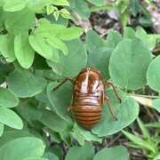 ヒメ日記 2025/08/06 21:50 投稿 このは モアグループ川越人妻花壇