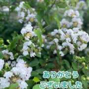 ヒメ日記 2025/08/18 17:17 投稿 このは モアグループ川越人妻花壇