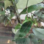 ヒメ日記 2025/09/07 21:10 投稿 このは モアグループ川越人妻花壇