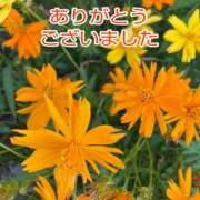 ヒメ日記 2025/09/12 17:23 投稿 このは モアグループ川越人妻花壇