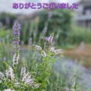 ヒメ日記 2025/09/16 16:51 投稿 このは モアグループ川越人妻花壇