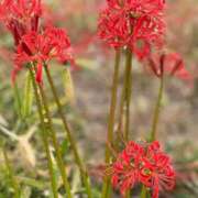 ヒメ日記 2025/09/27 18:04 投稿 このは モアグループ川越人妻花壇