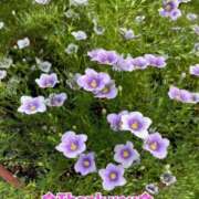 ヒメ日記 2025/09/30 17:52 投稿 このは モアグループ川越人妻花壇