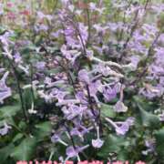 ヒメ日記 2025/10/16 16:59 投稿 このは モアグループ川越人妻花壇