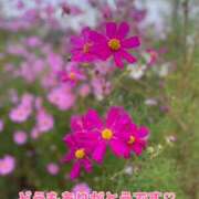 ヒメ日記 2025/10/21 19:01 投稿 このは モアグループ川越人妻花壇