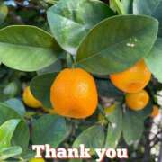 ヒメ日記 2025/11/06 17:39 投稿 このは モアグループ川越人妻花壇