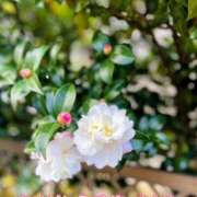 ヒメ日記 2025/11/07 16:52 投稿 このは モアグループ川越人妻花壇