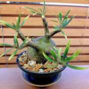 ヒメ日記 2025/11/19 18:34 投稿 このは モアグループ川越人妻花壇