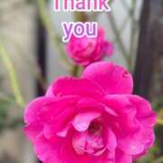 ヒメ日記 2025/11/28 17:14 投稿 このは モアグループ川越人妻花壇