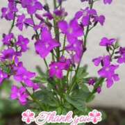 ヒメ日記 2025/12/26 18:37 投稿 このは モアグループ川越人妻花壇