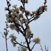 ヒメ日記 2026/02/11 22:15 投稿 このは モアグループ川越人妻花壇