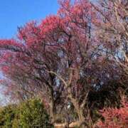 ヒメ日記 2026/03/02 17:24 投稿 このは モアグループ川越人妻花壇