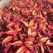 このは 人それぞれ モアグループ川越人妻花壇