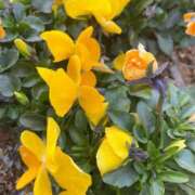 ヒメ日記 2026/03/13 17:26 投稿 このは モアグループ川越人妻花壇