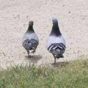 ヒメ日記 2026/03/14 17:50 投稿 このは モアグループ川越人妻花壇