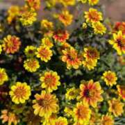 ヒメ日記 2026/03/19 17:18 投稿 このは モアグループ川越人妻花壇