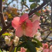 ヒメ日記 2026/03/21 17:50 投稿 このは モアグループ川越人妻花壇