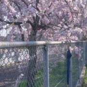 ヒメ日記 2026/03/25 17:26 投稿 このは モアグループ川越人妻花壇