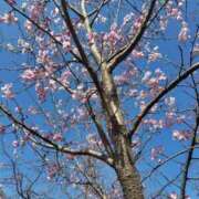 ヒメ日記 2026/03/28 17:50 投稿 このは モアグループ川越人妻花壇