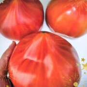 ヒメ日記 2026/03/31 19:30 投稿 このは モアグループ川越人妻花壇