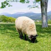 ヒメ日記 2026/04/01 19:50 投稿 このは モアグループ川越人妻花壇