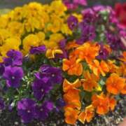 ヒメ日記 2026/04/08 17:34 投稿 このは モアグループ川越人妻花壇