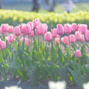 ヒメ日記 2026/04/11 17:20 投稿 このは モアグループ川越人妻花壇