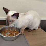 ヒメ日記 2026/04/18 17:50 投稿 このは モアグループ川越人妻花壇