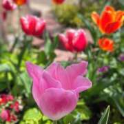 ヒメ日記 2026/04/20 16:10 投稿 このは モアグループ川越人妻花壇