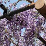 ヒメ日記 2025/04/20 17:17 投稿 ユカリ ドMな奥様 名古屋・錦店