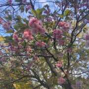 ヒメ日記 2026/04/21 17:29 投稿 みほの 木更津人妻花壇