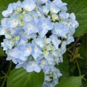 ヒメ日記 2026/06/05 10:07 投稿 あんず いざ候 本館