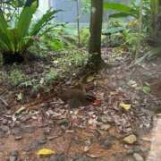 ヒメ日記 2025/06/04 20:33 投稿 レイカ 沖縄素人図鑑