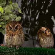 ヒメ日記 2025/08/18 01:36 投稿 レイカ 沖縄素人図鑑