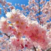 ヒメ日記 2025/12/17 19:16 投稿 染井さくら おいしい奥様