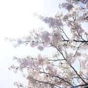 ヒメ日記 2025/12/23 15:46 投稿 染井さくら おいしい奥様