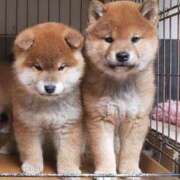 ヒメ日記 2025/06/08 07:58 投稿 りょう チューリップ土浦店