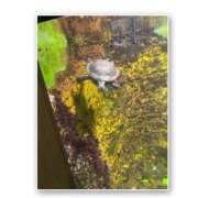 ヒメ日記 2025/09/26 02:56 投稿 しいな 八尾藤井寺羽曳野ちゃんこ