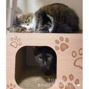 ヒメ日記 2025/05/23 00:06 投稿 せいら　☆甘く淫らな癒し娘☆ PREMIUM～プレミアム～