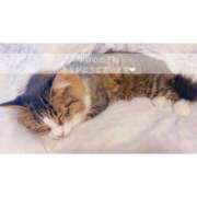 ヒメ日記 2025/07/23 16:46 投稿 せいら　☆甘く淫らな癒し娘☆ PREMIUM～プレミアム～