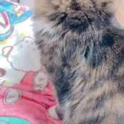 ヒメ日記 2025/09/02 12:46 投稿 せいら　☆甘く淫らな癒し娘☆ PREMIUM～プレミアム～