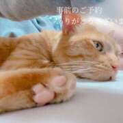 ヒメ日記 2025/11/20 07:16 投稿 せいら　☆甘く淫らな癒し娘☆ PREMIUM～プレミアム～