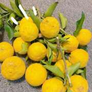 ヒメ日記 2025/12/22 19:14 投稿 じゅり 所沢東村山ちゃんこ