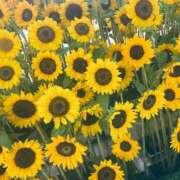 ヒメ日記 2025/10/20 19:41 投稿 ミヤ ドMな奥様 大阪本店