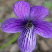 (コスパ)浜辺すみれ/地元出身 お礼 風俗イキタイいわき店