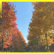 ヒメ日記 2025/11/19 08:16 投稿 彩花 調教プレイ専門店 マニアック女人館 別館