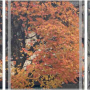 ヒメ日記 2025/12/22 23:27 投稿 彩花 調教プレイ専門店 マニアック女人館 別館