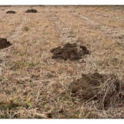 ヒメ日記 2026/01/22 08:54 投稿 彩花 調教プレイ専門店 マニアック女人館 別館